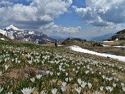 74 Scendendo dal Bivacco Zamboni al Rif. Balicco tanti Crocus vernus